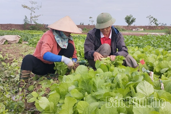 Khi vụ Đông trở thành vụ chính