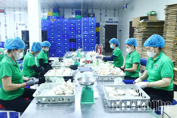 Nông nghiệp tuần hoàn mở hướng phát triển bền vững