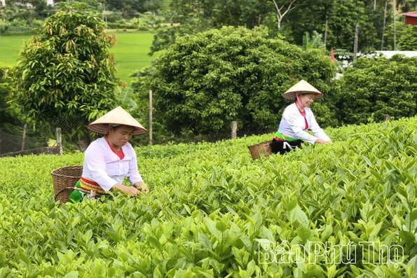 Mang vị chè Đất Tổ đi xa