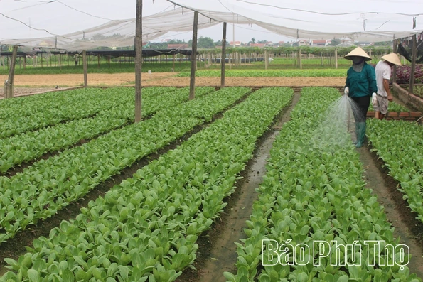 Tích cực chăm sóc rau màu vụ Đông