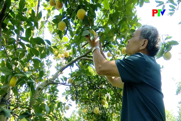 Nâng cao giá trị cây có múi từ canh tác hữu cơ