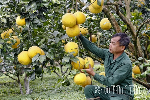 “Thủy lôi” năm xưa, quả ngọt hôm nay