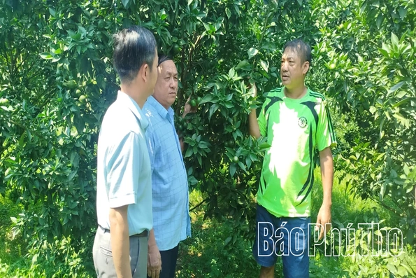 Ứng dụng công nghệ nâng cao giá trị cam Cao Phong
