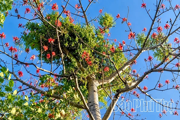 Từ “Lộc trời” đến sản phẩm OCOP