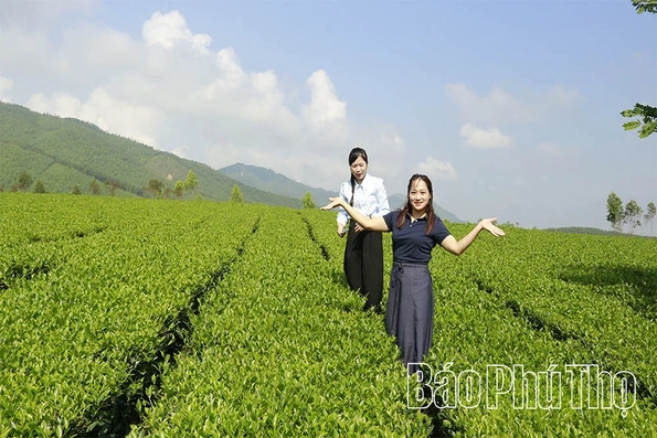 “Rễ siêng” nơi đất khó