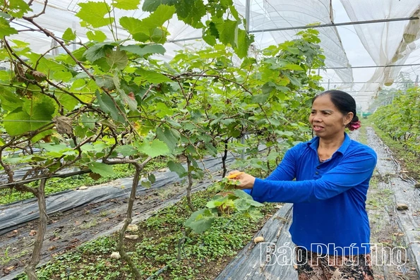 Sản xuất cây đặc sản xen canh hiệu quả
