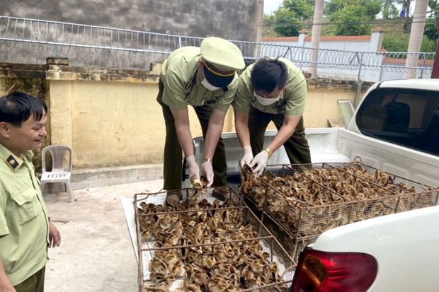Ngăn chặn nhập lậu, vận chuyển trái phép động vật, sản phẩm động vật