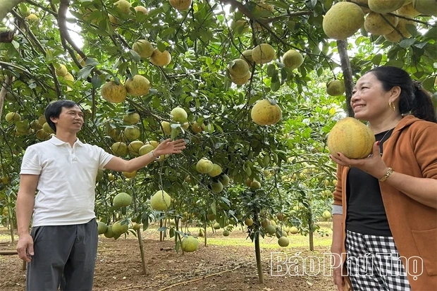 Safeguarding the Brand and Value of Tan Lac Red Pomelo