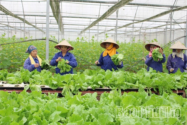 Nông nghiệp Phú Thọ: Đổi mới tư duy, nâng tầm giá trị