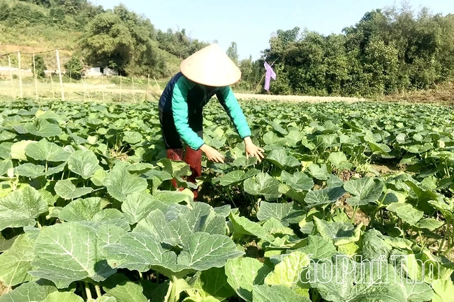 Hiệu quả từ chuyển đổi cơ cấu cây trồng trên đất lúa