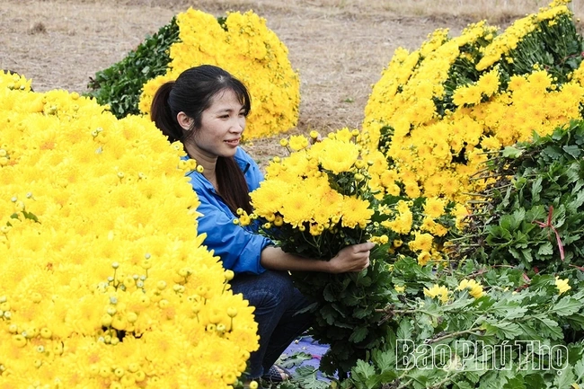 Nhan Vuc Flower Village Bustles for the Lunar New Year Season
