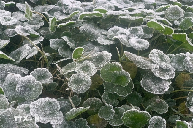 Thời tiết ngày 12/1: Bắc Bộ rét sâu, vùng núi đề phòng băng giá