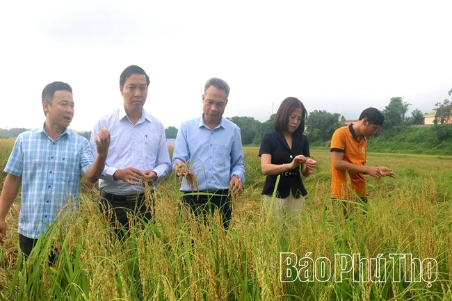 Nếp gà gáy Mỹ Lung - đặc sản xứ Mường