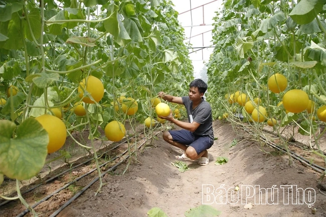 Hiệu quả sản xuất nông nghiệp ứng dụng công nghệ cao ở Nguyệt Đức