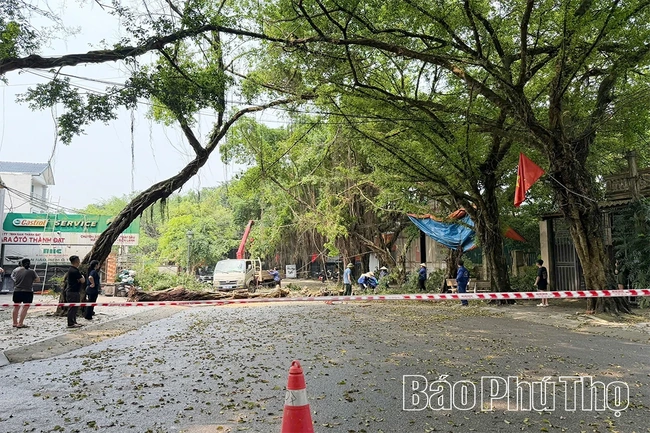 Nhiều cây xanh bị gãy đổ sau mưa dông