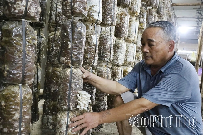 Trở thành tỷ phú nhờ nghề trồng nấm mộc nhĩ