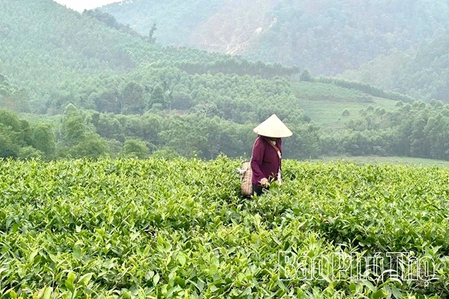 Phú Thọ có 25 chuỗi liên kết sản xuất và tiêu thụ các sản phẩm chè