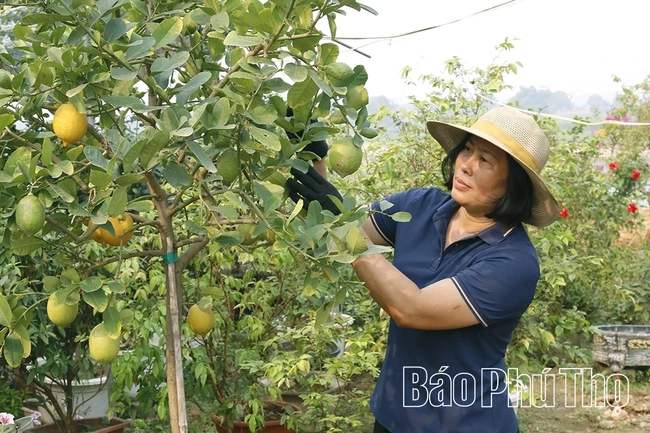 Hoa và cây cảnh Văn Lang – sinh kế từ làng