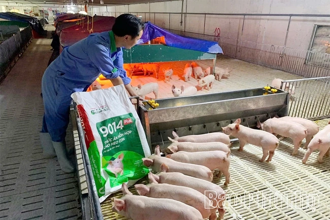 Xử lý nghiêm các trường hợp vận chuyển, buôn bán giống vật nuôi nhập lậu trên địa bàn tỉnh