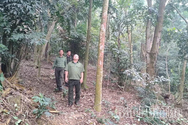 Canh giữ “lá phổi xanh” Đền Hùng trong ngày hội lớn