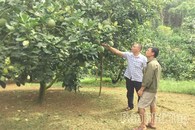 Phát triển kinh tế tập thể ở Tây Cốc