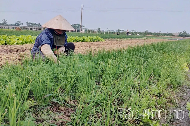 Sử dụng phân bón hữu cơ cho cây trồng - Hướng đi xanh trong sản xuất nông nghiệp
