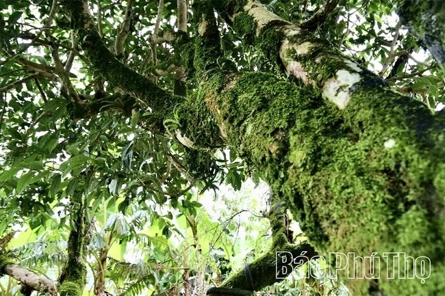 Exploring the Ancient Shan Tuyet Tea Tree Population in Pa Co