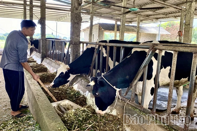 Phú Thọ có đàn bò sữa lớn nhất khu vực Trung du và miền núi phía Bắc