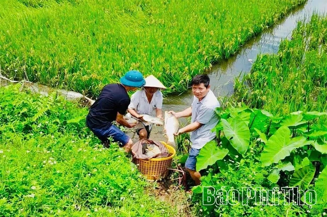 Hướng đi hiệu quả từ mô hình “một vụ lúa, một vụ cá”