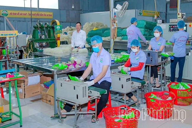 Nâng cao chất lượng sản phẩm OCOP gắn với bảo vệ môi trường
