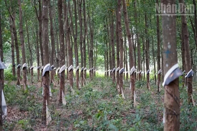 Chủ tịch Thượng viện Campuchia kêu gọi thúc đẩy thương mại biên giới với Việt Nam