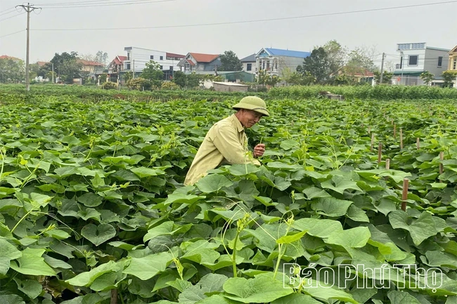 Chuyển đổi cơ cấu cây trồng vụ Mùa nâng cao giá trị sản xuất
