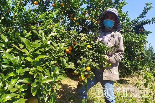 Phú Thọ phát triển cây có múi theo hướng bền vững