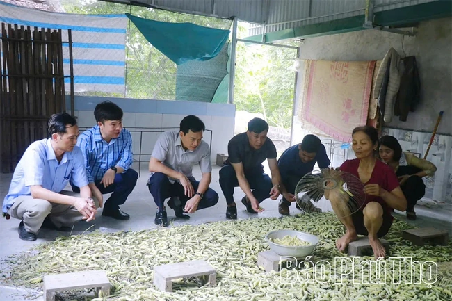 Làm giàu từ con tằm ăn lá sắn&nbsp;