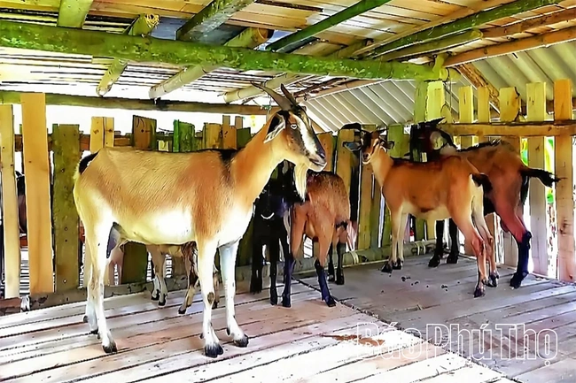 Tân Sơn&nbsp;trao 56 con dê giống cho hộ nghèo, cận nghèo