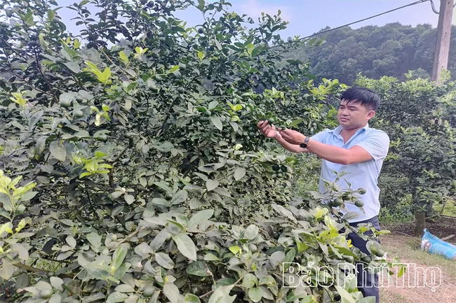 Phát huy lợi thế, nâng cao thu nhập