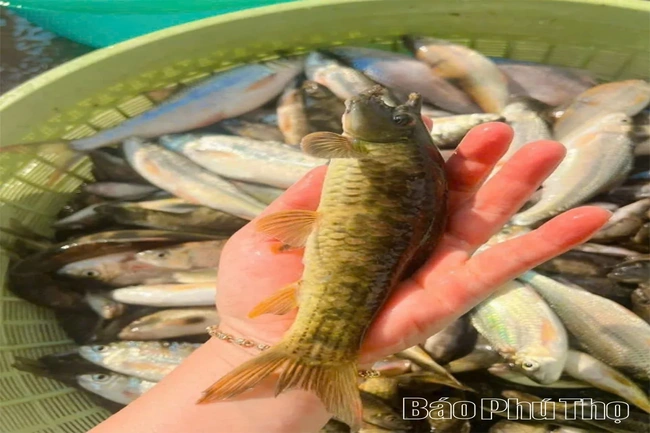Split-Mouth Fish — A Unique Delicacy in Highland Cuisine