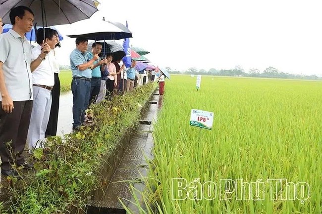Trình diễn sản xuất giống lúa thuần LP5 vụ mùa 2026
