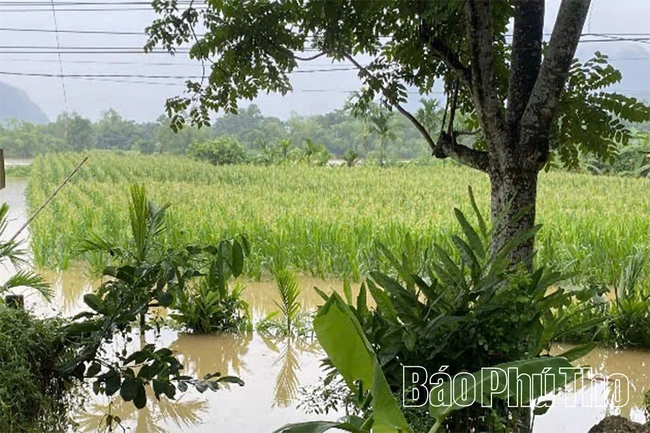 Phú Thọ khẩn trương khắc phục thiệt hại sản xuất do ảnh hưởng mưa lớn, ngập úng
