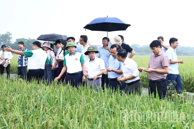 Trình diễn giống lúa thuần LC26 và LH12 vụ Mùa 2026
