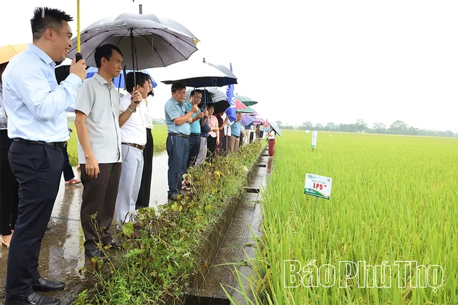 Trình diễn sản xuất giống lúa thuần LP5 vụ mùa 2026