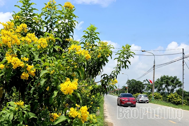 Rực rỡ sắc hoa Thu