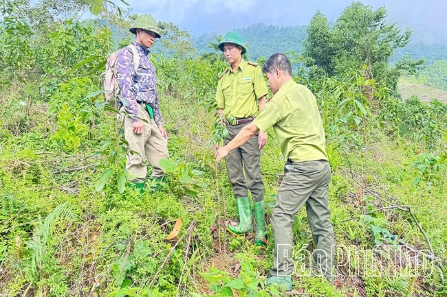 Trồng rừng thay thế, phục hồi hệ sinh thái