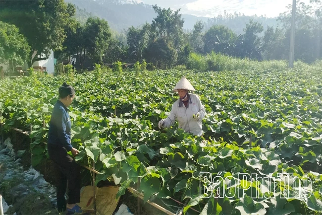 Tam Dương Bắc chung sức xây dựng nông thôn mới