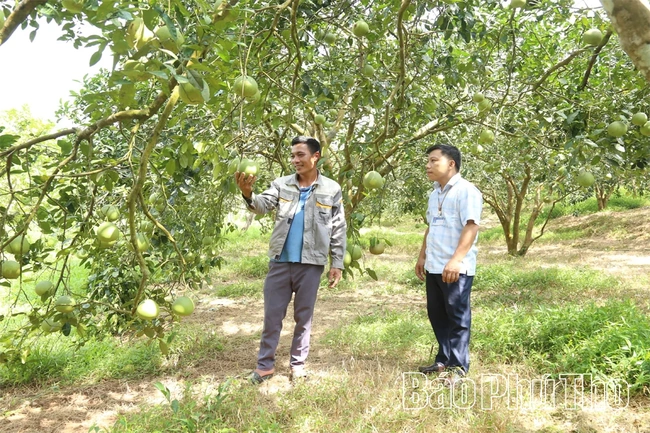 Mùa quả ngọt trên đất Bằng Luân