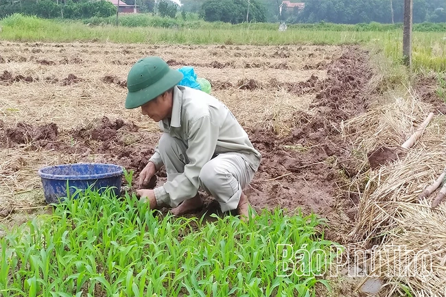Thay đổi trong sản xuất vụ Đông ở Xuân Đài