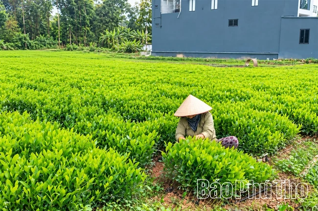 Trồng rừng tập trung vượt 10,8% kế hoạch