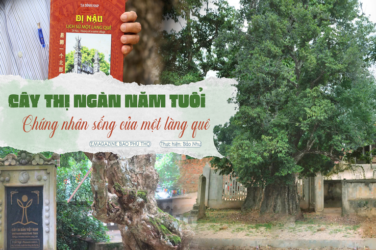 Cây Thị ngàn năm tuổi - Chứng nhân sống của một làng quê