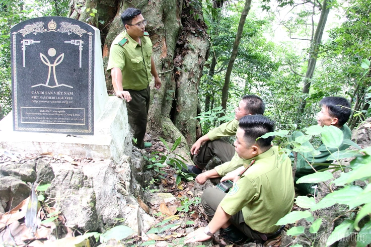 “Linh khí” nghìn năm giữa đại ngàn Bo Trẳm