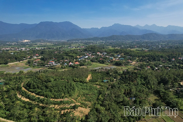 Ba kích tím - Cây dược liệu mở hướng thoát nghèo bền vững